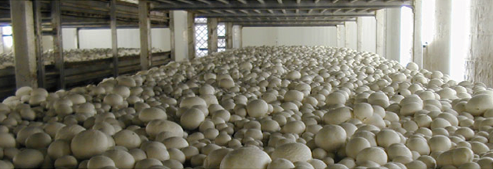 GICOM mushroom growing